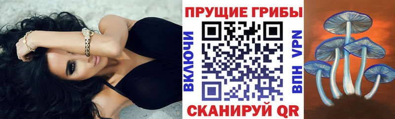 Галлюциногенные грибы Cubensis  Купить закладки  Урень 
